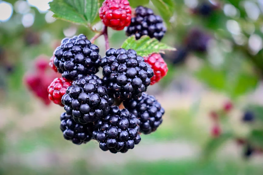 Why Are Blackberries Bitter