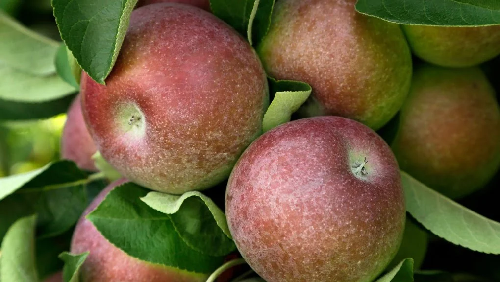 Why are McIntosh Apples So Hard to Find?