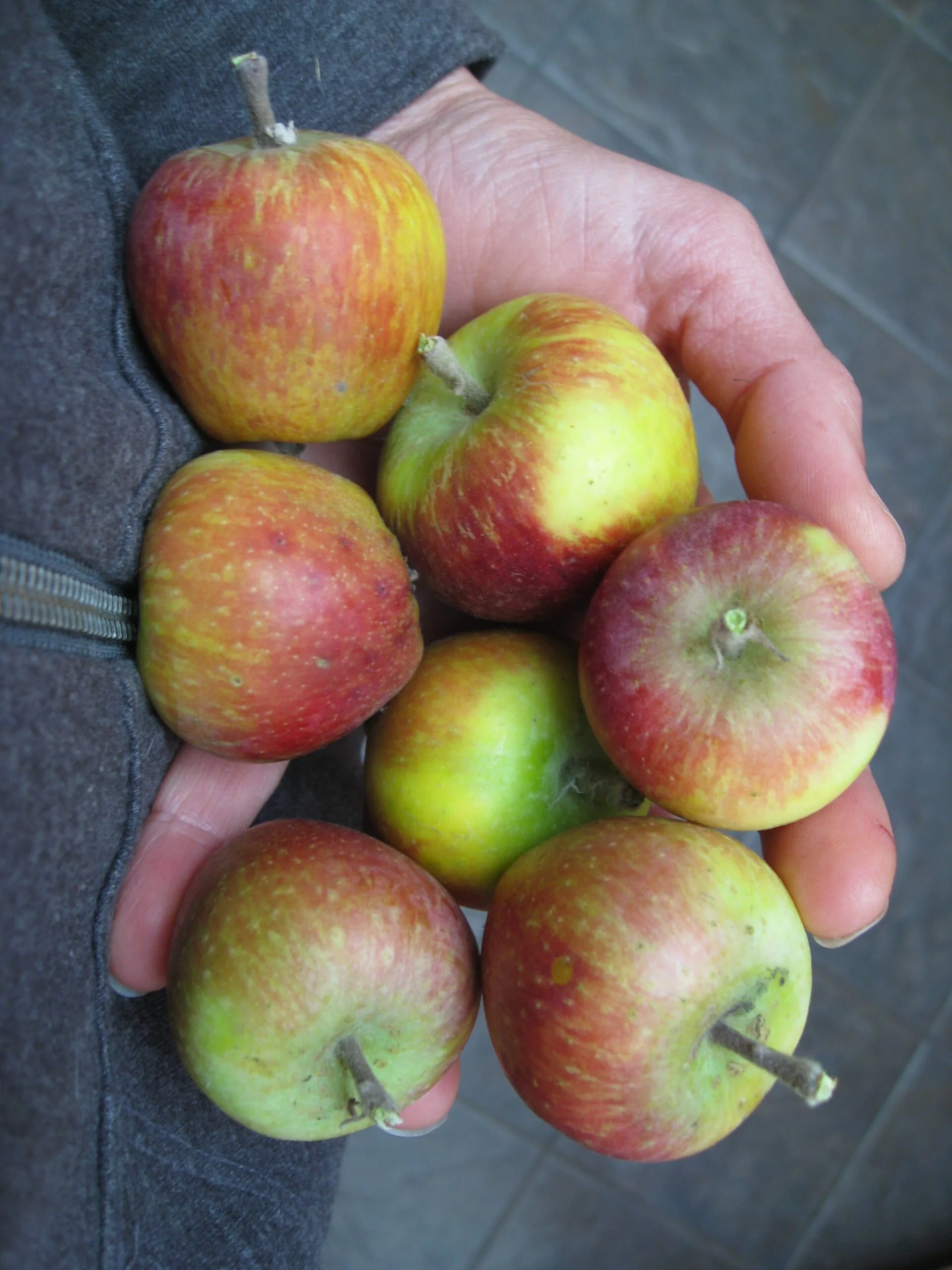 Why Are My Apples So Small