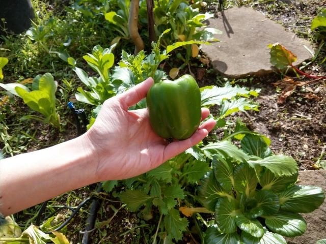 Why are my bell peppers so small?