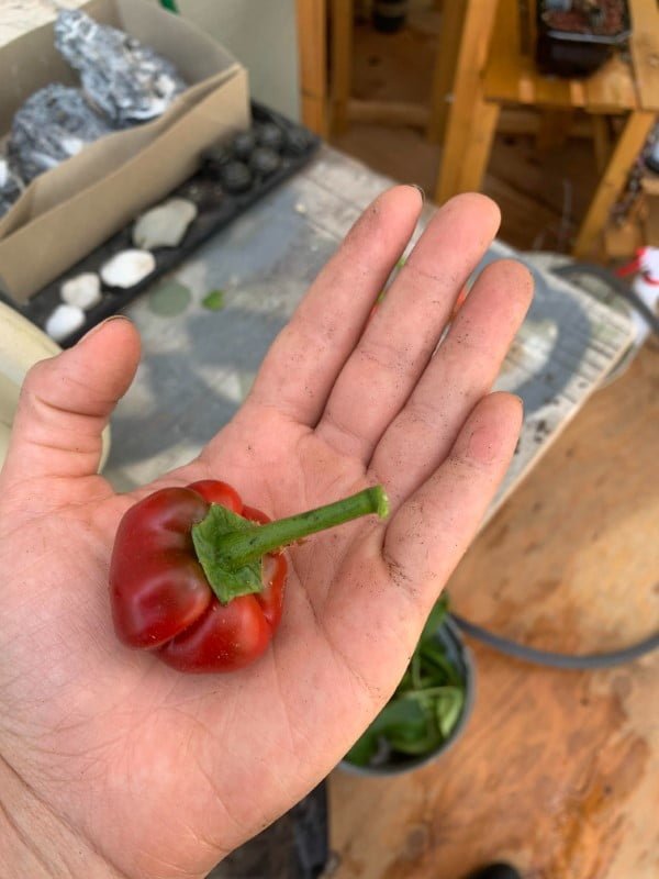 Why are my bell peppers so small?
