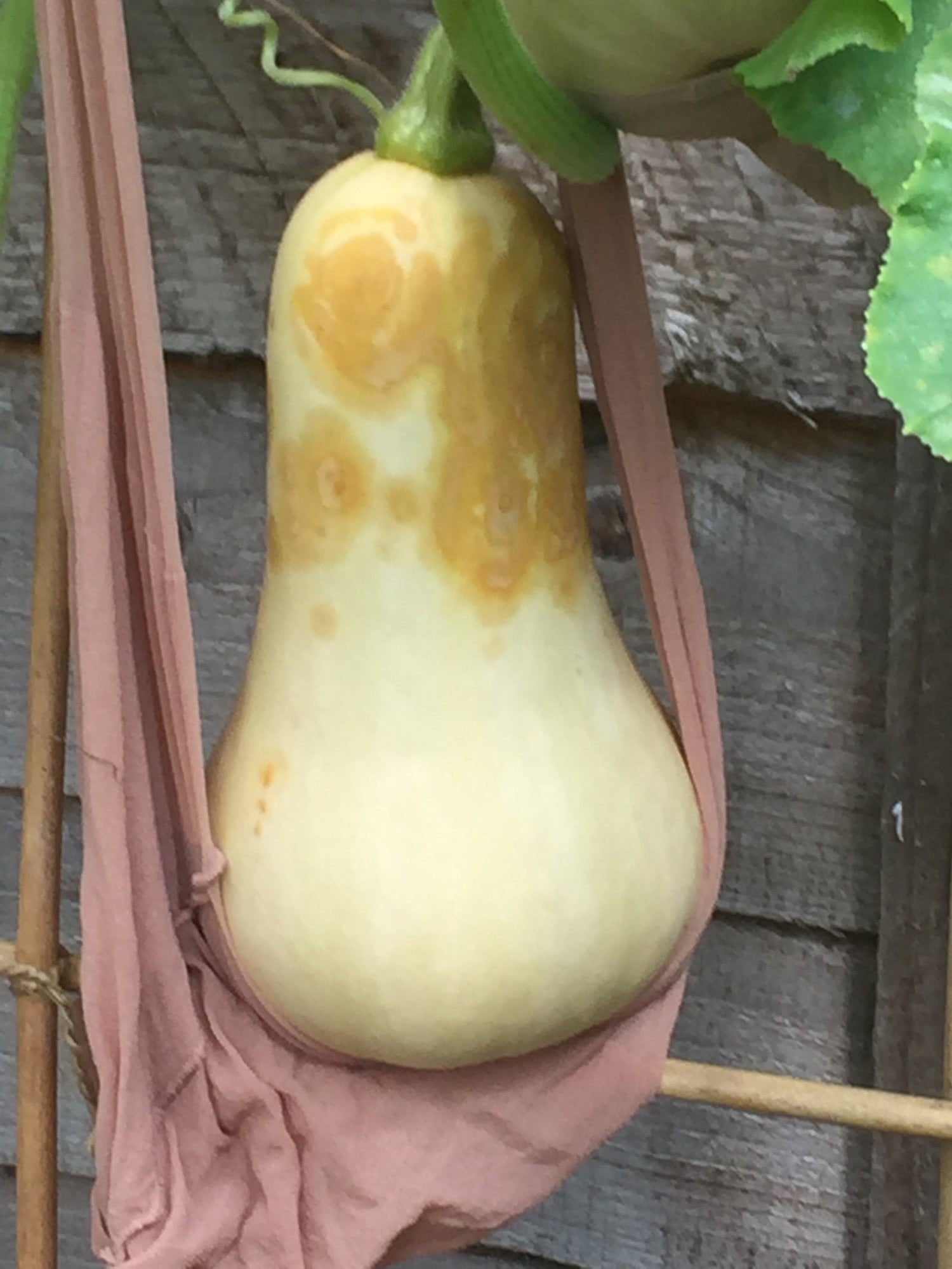 Why are my butternut squash turning yellow? GreenThumbsGuide