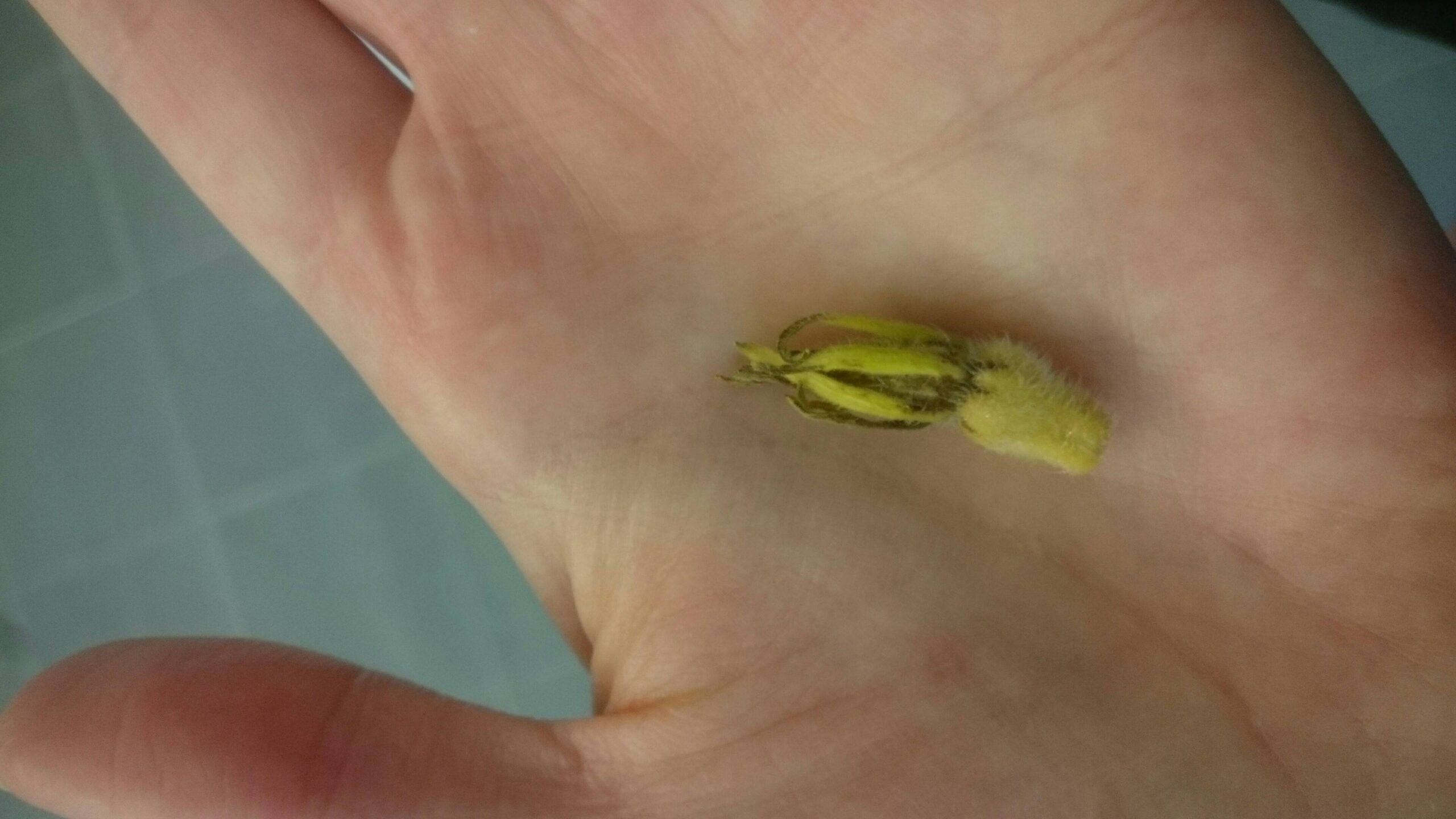 Why are my butternut squash turning yellow? Why are my butternut squash turning yellow?