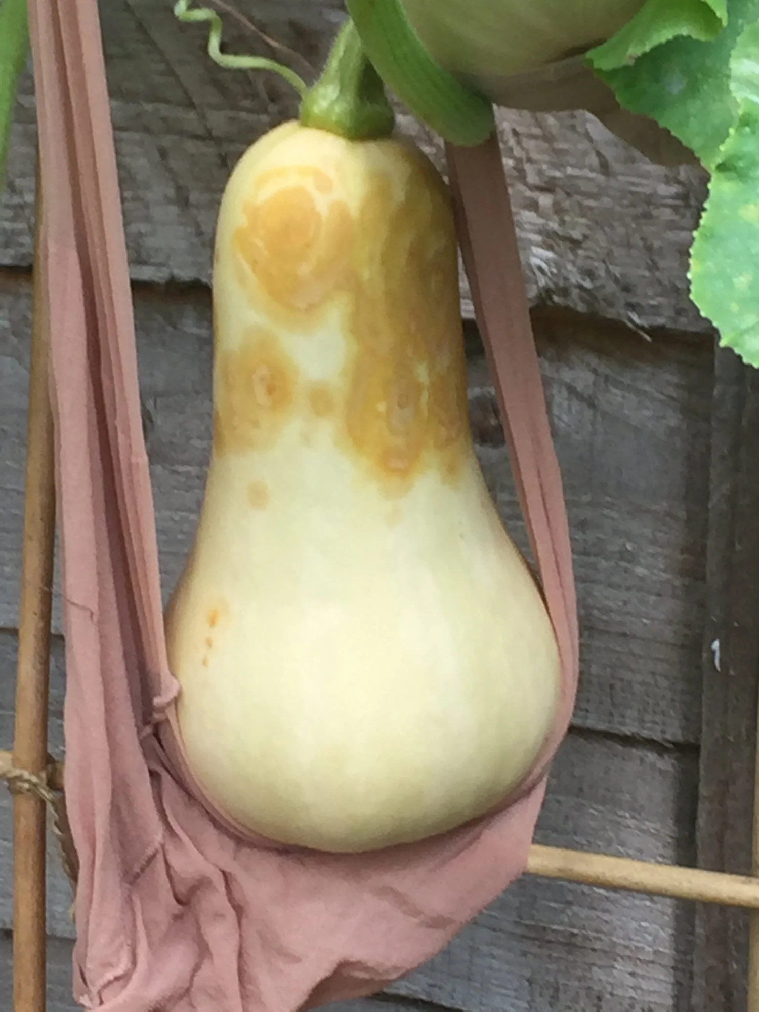 Why are my butternut squash turning yellow?