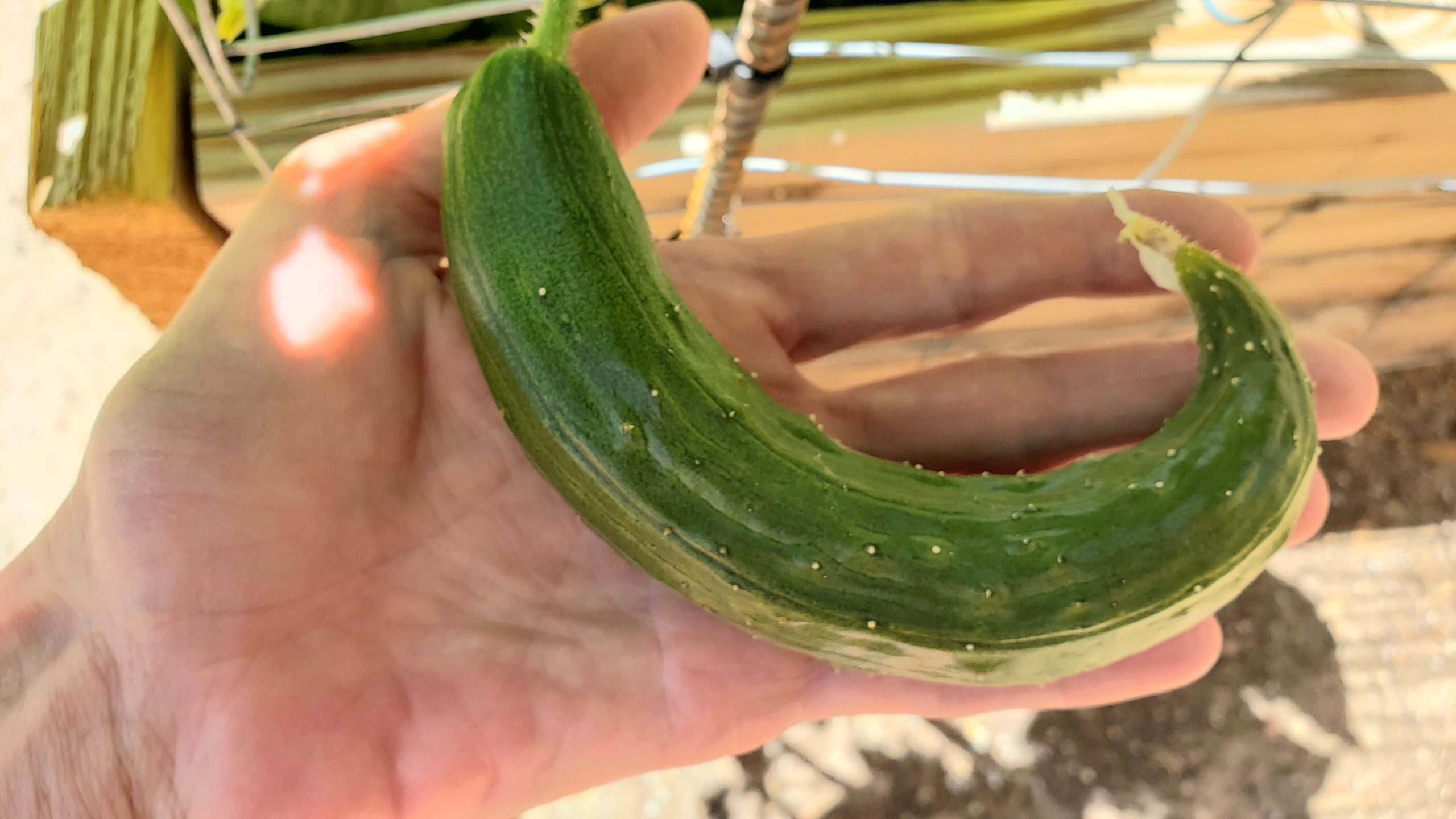Why Are My Cucumbers Curling? Why Are My Cucumbers Curling?