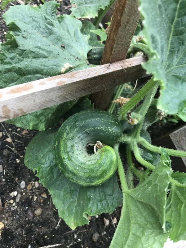 Why Are My Cucumbers Curling?