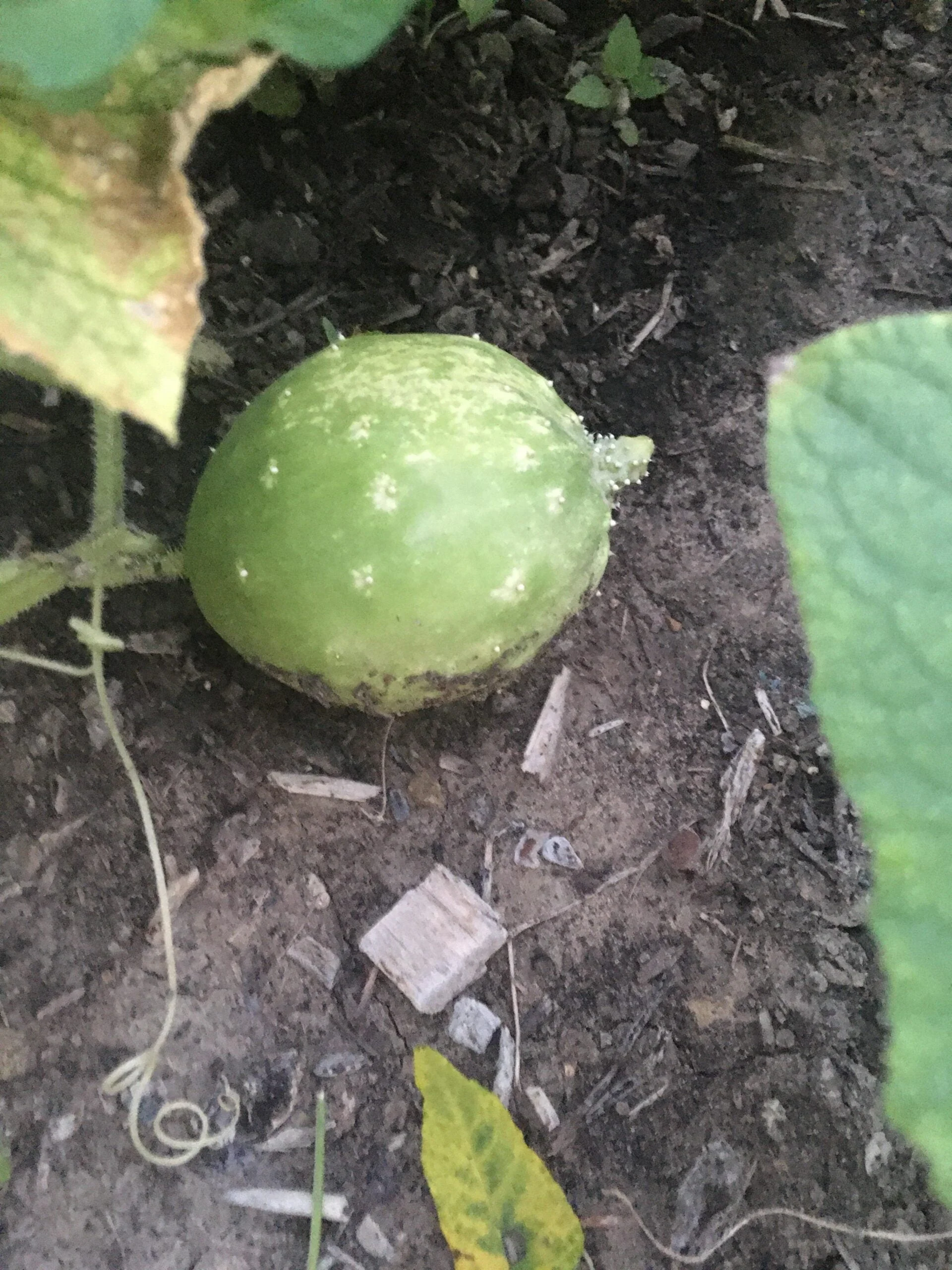 Why are my cucumbers growing round? Why are my cucumbers growing round?
