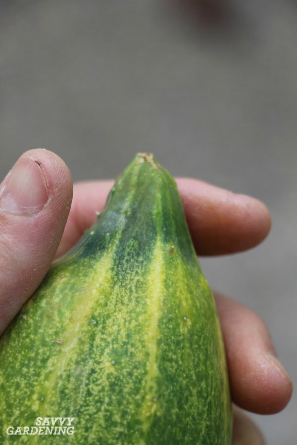 Why are my cucumbers not growing correctly? Why are my cucumbers not growing correctly?