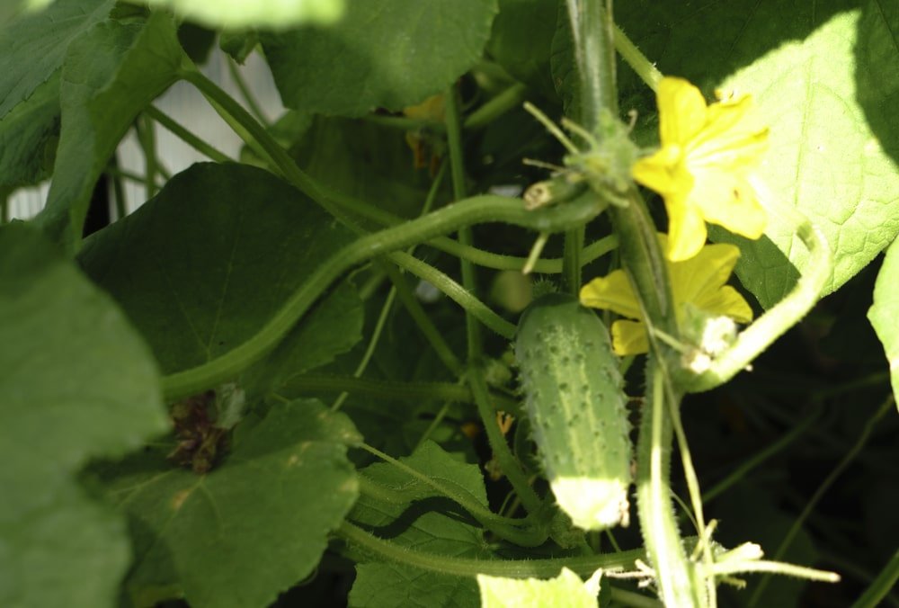 Why are my cucumbers spiky? Why are my cucumbers spiky?