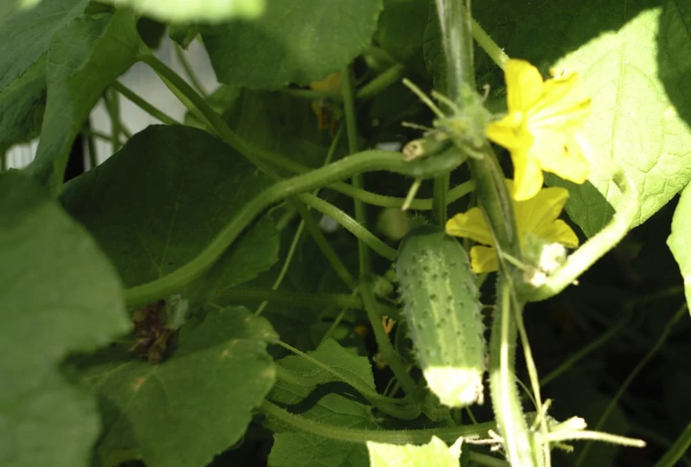 Why are my cucumbers spiky?