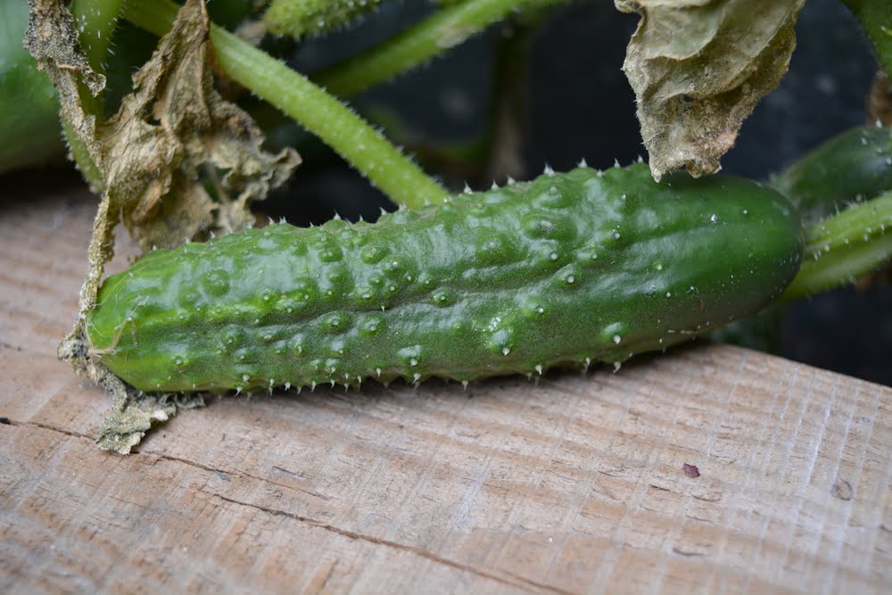 Why are my cucumbers spiky? Why are my cucumbers spiky?