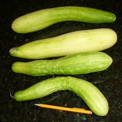 Why are my cucumbers turning light green? Why are my cucumbers turning light green?