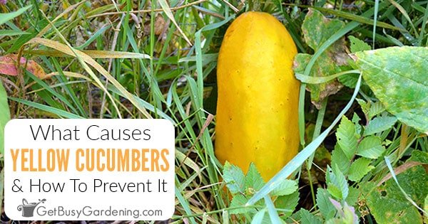 Why are my cucumbers turning light green? Why are my cucumbers turning light green?