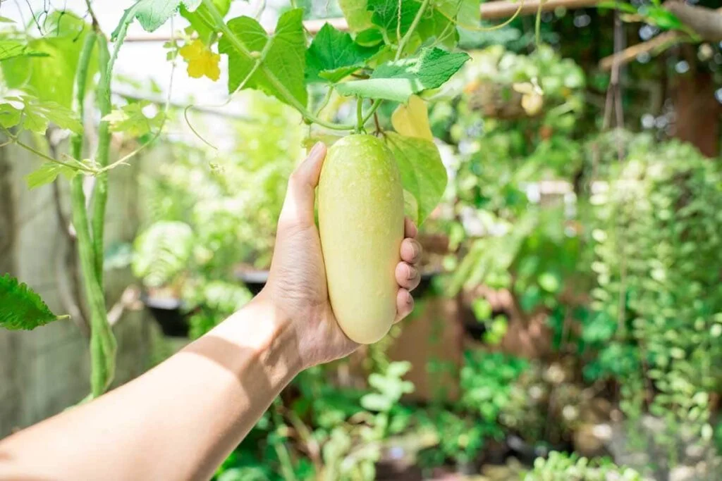 Why Are My Cucumbers Turning White?