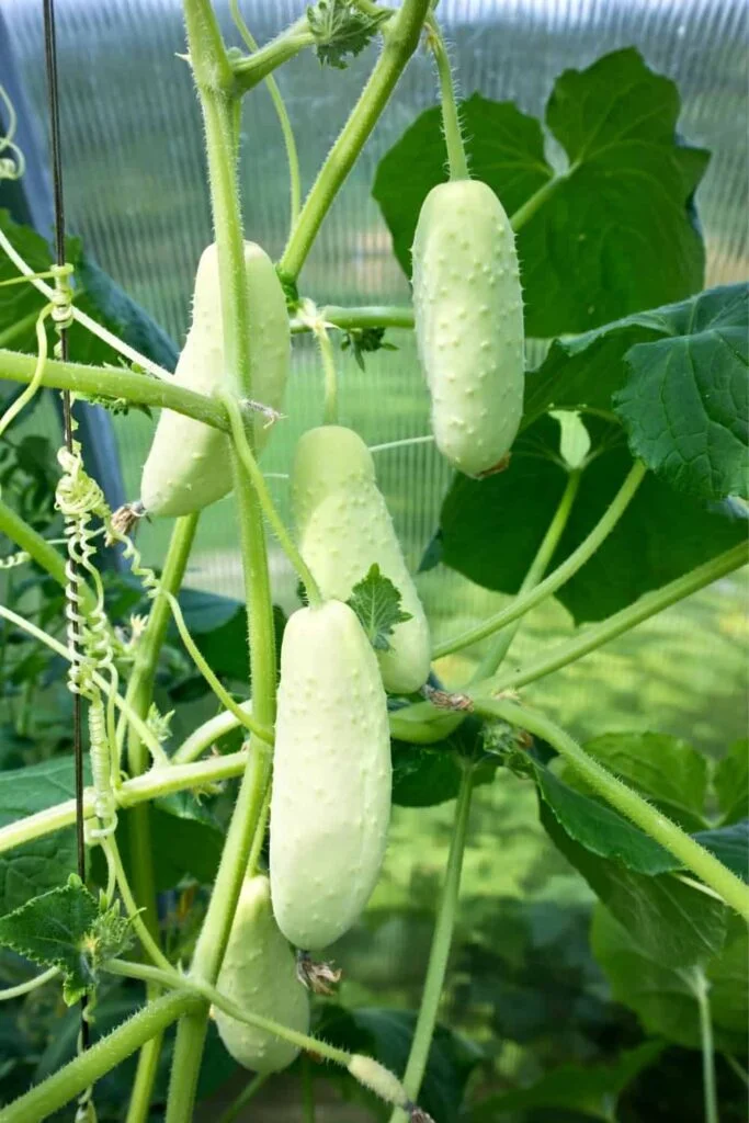 Why Are My Cucumbers Turning White?