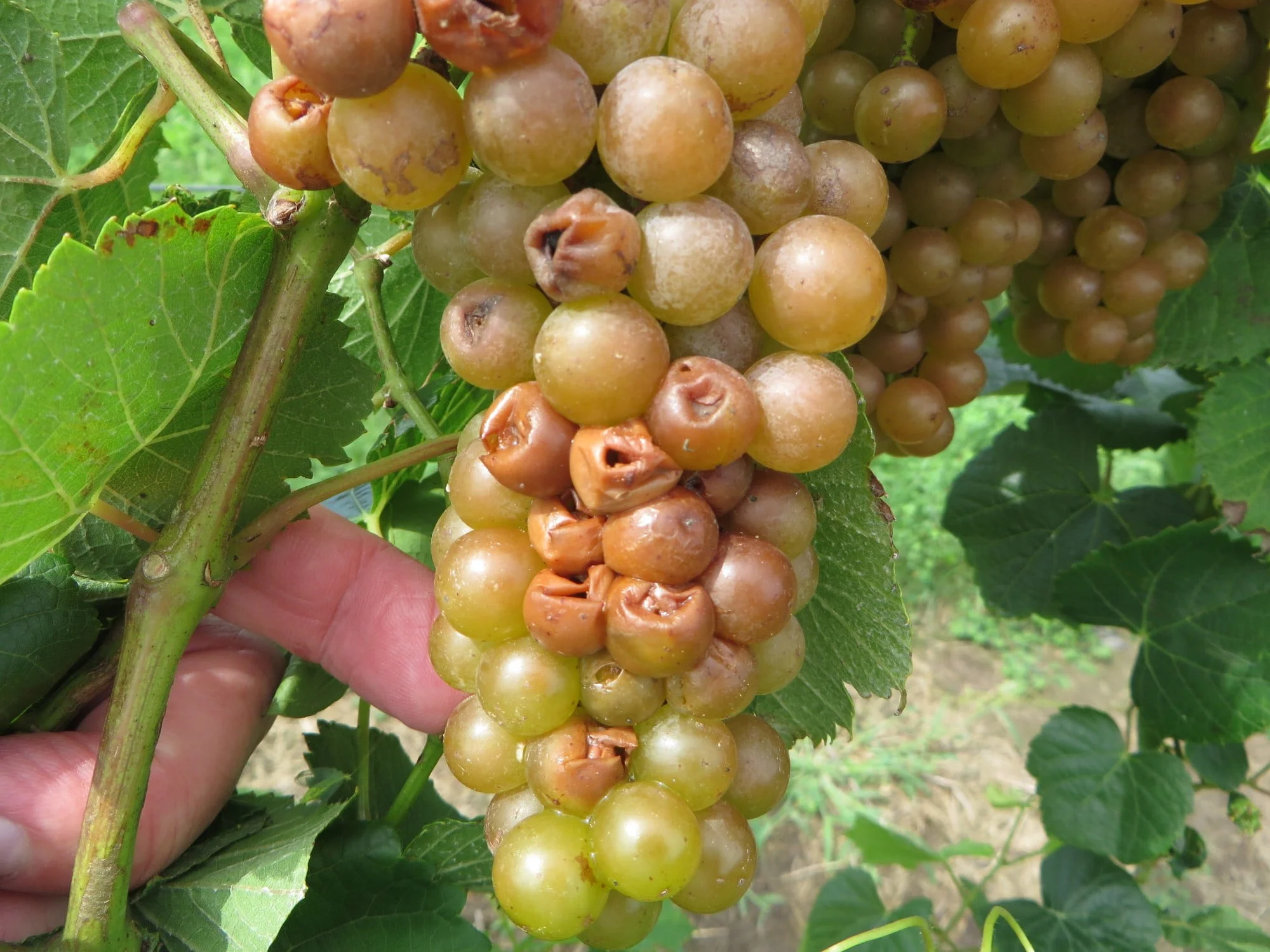 Why Are My Grapes Sour