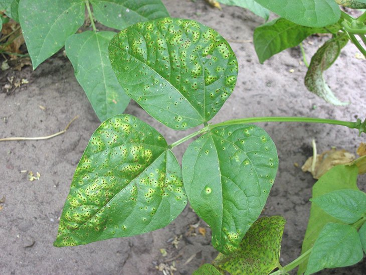 Why Are My Green Beans Turning White? Why Are My Green Beans Turning White?