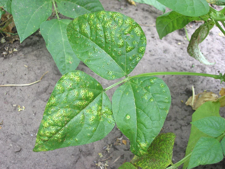 Why Are My Green Beans Turning White?