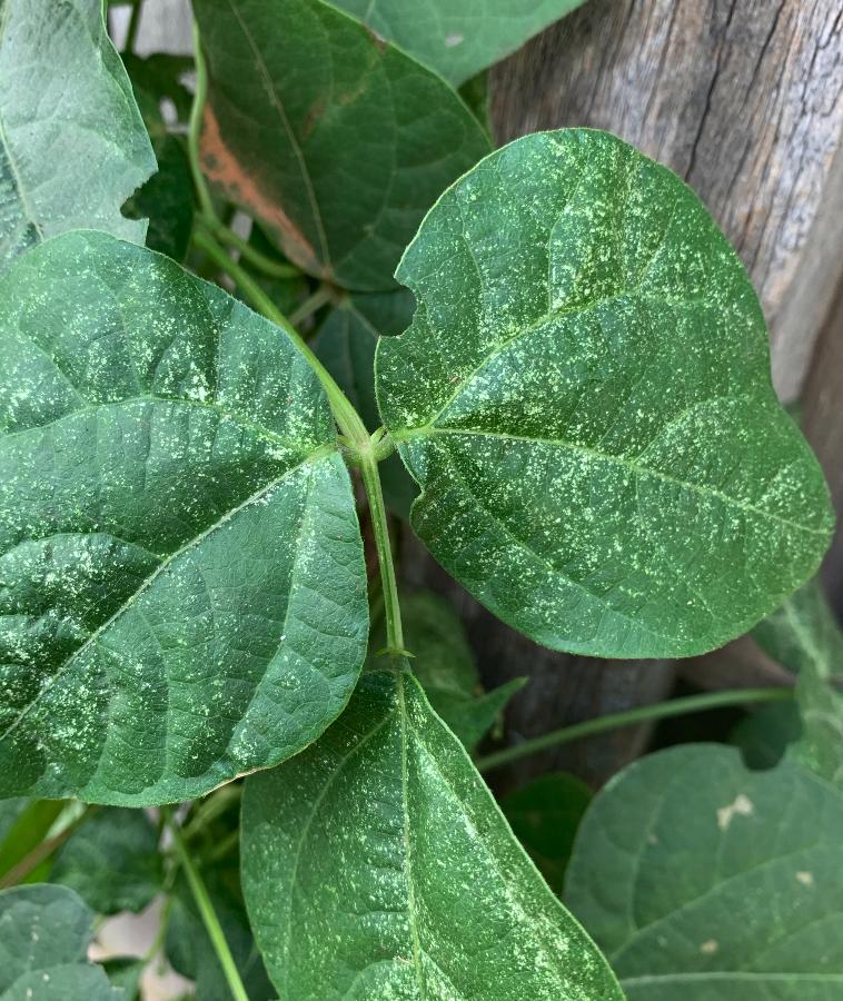 Why Are My Green Beans Turning White? Why Are My Green Beans Turning White?