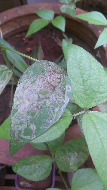 Why Are My Green Beans Turning White? Why Are My Green Beans Turning White?