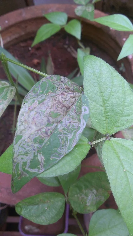 Why Are My Green Beans Turning White?