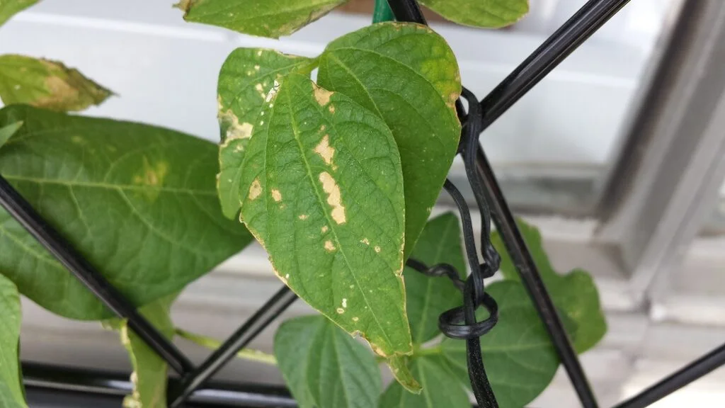 Why Are My Green Beans Turning White?
