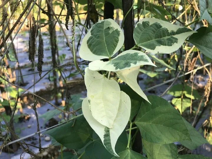 Why Are My Green Beans Turning White?