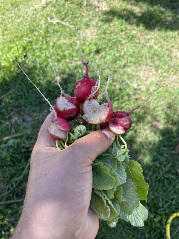 Why are my radishes splitting Why are my radishes splitting