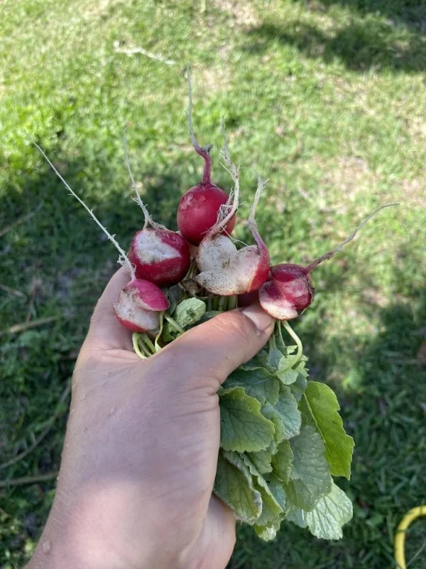 Why are my radishes splitting