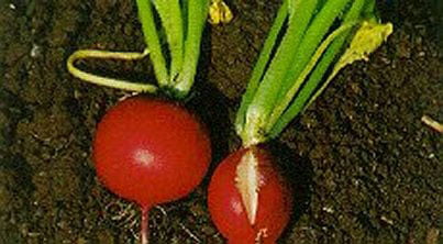 Why are my radishes splitting Why are my radishes splitting