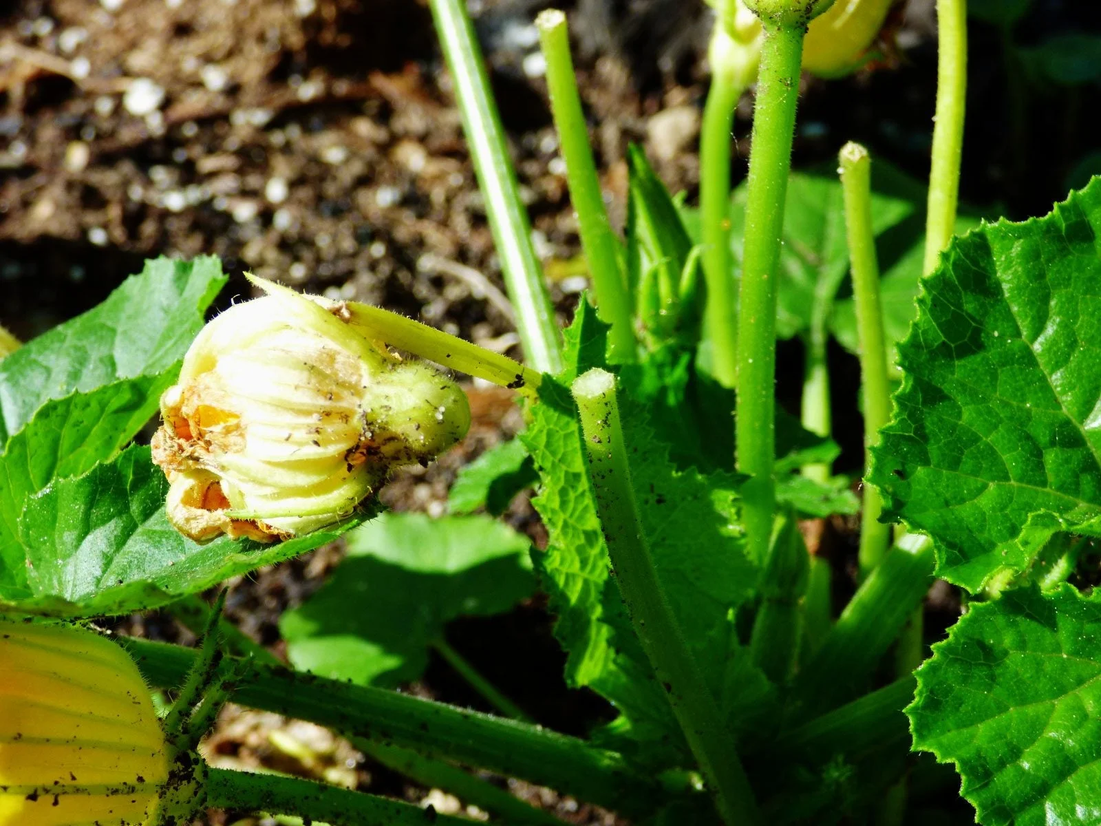 Why are my zucchini blossoms falling off? Why are my zucchini blossoms falling off?