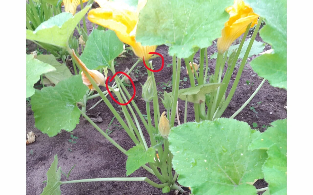 Why are my zucchini blossoms falling off? Why are my zucchini blossoms falling off?