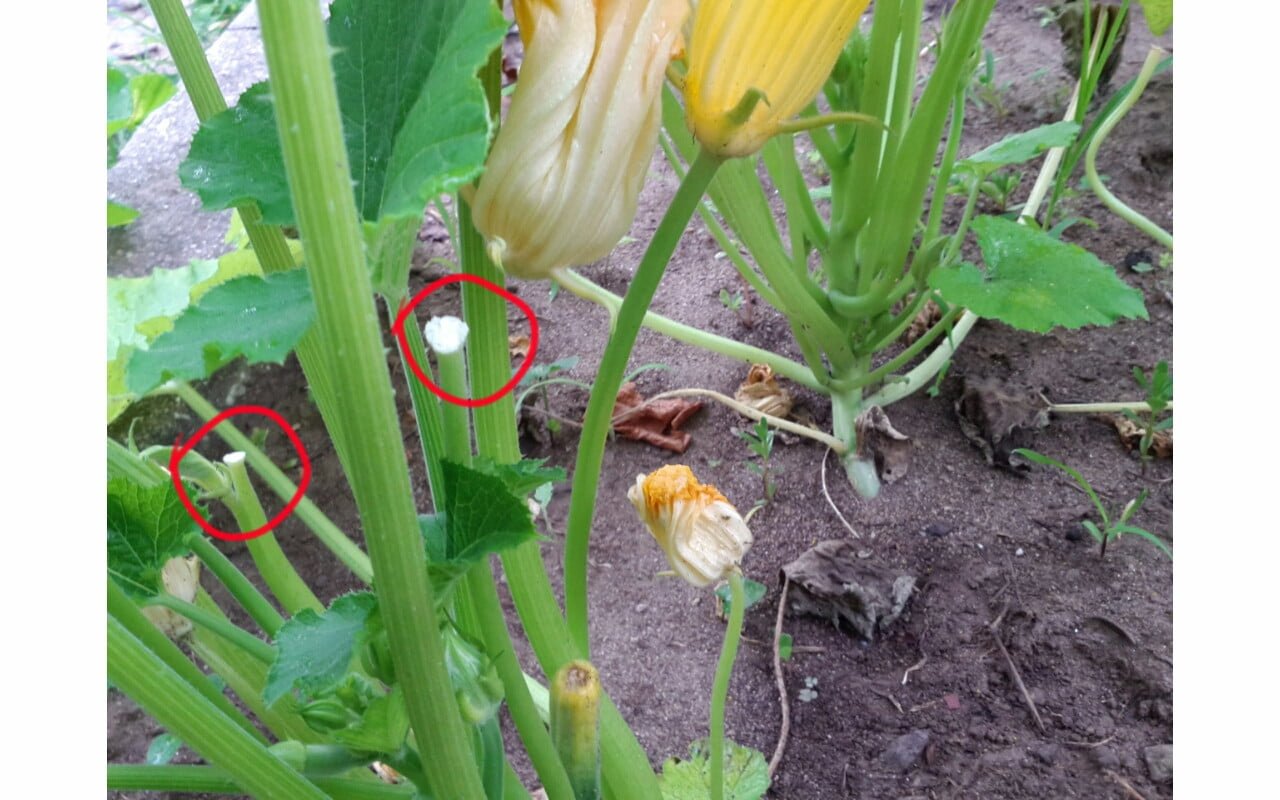 Why are my zucchini blossoms falling off? GreenThumbsGuide