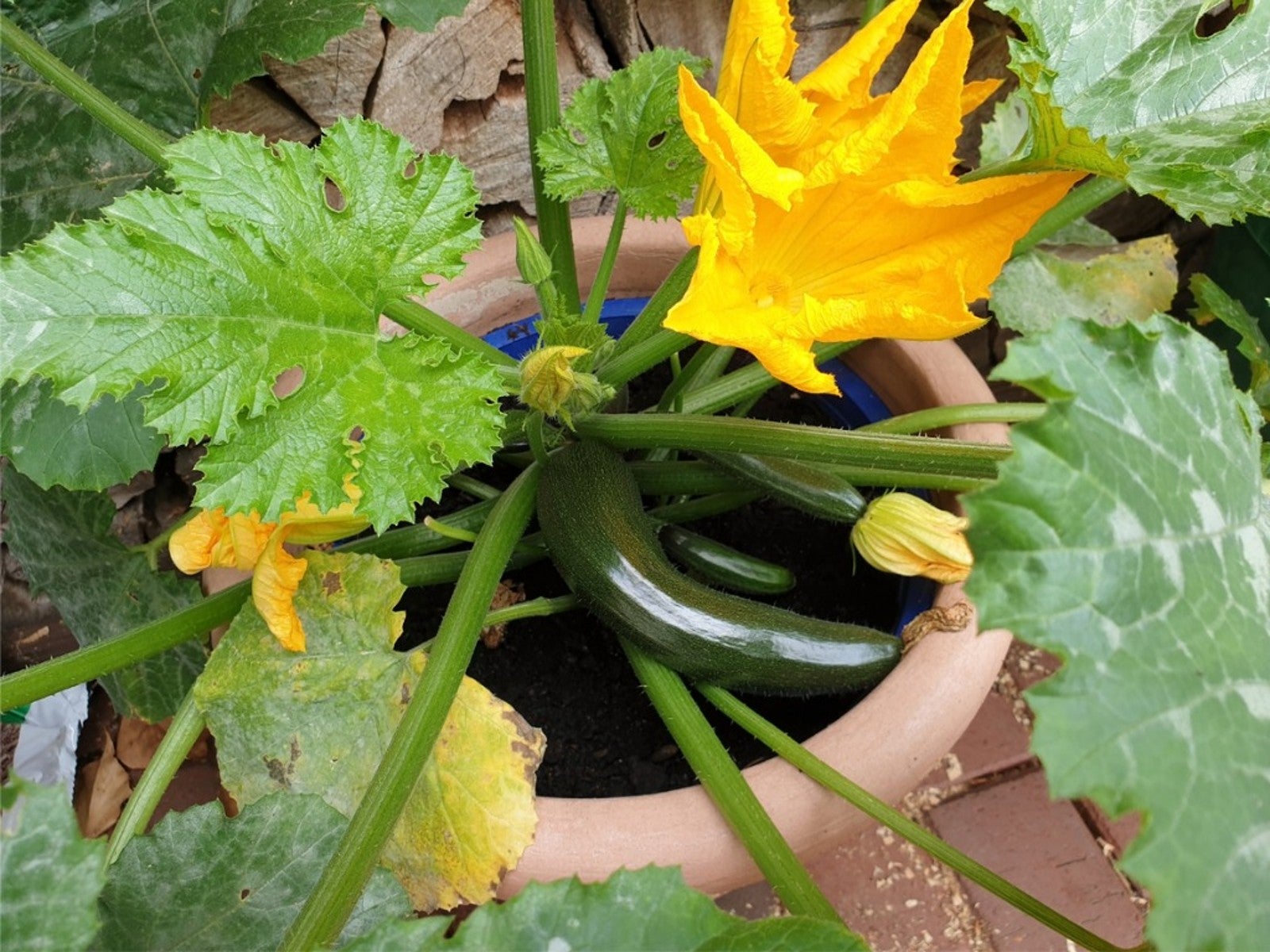 Why Are My Zucchini Leaves Turning Yellow? GreenThumbsGuide
