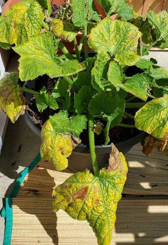 Why Are My Zucchini Leaves Turning Yellow? GreenThumbsGuide