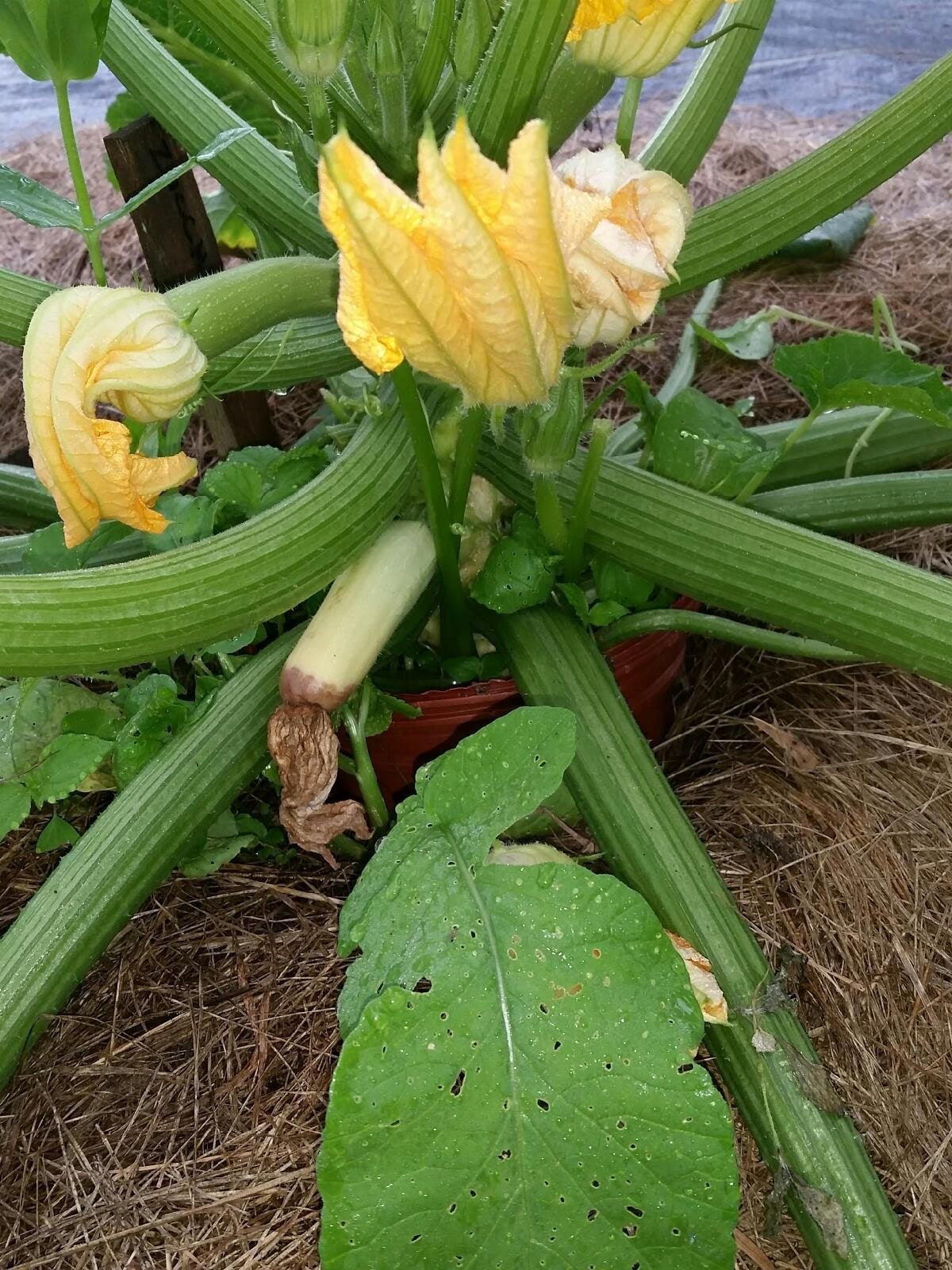 Why are my zucchini rotting?