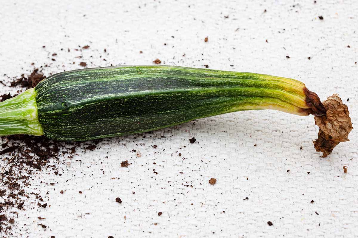 Why are my zucchini rotting?
