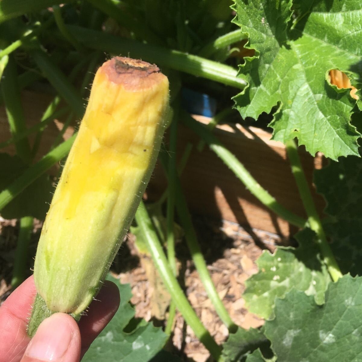 Why are my zucchini rotting?
