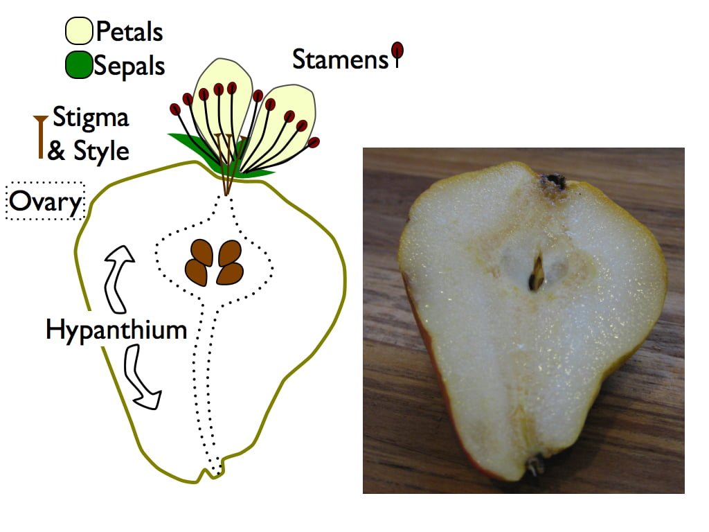Why Are Pears Gritty
