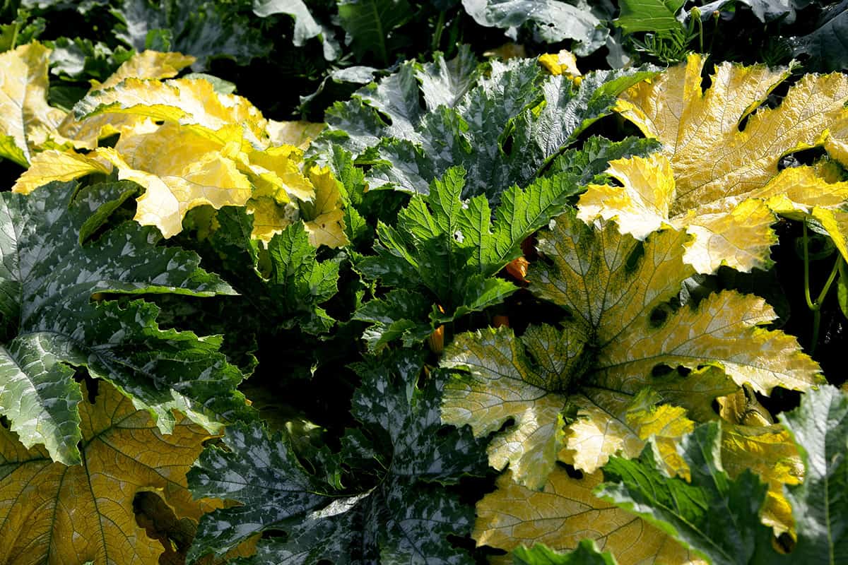 Why are squash leaves turning yellow?