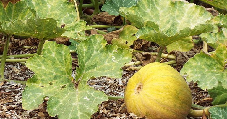 Why are squash leaves turning yellow?
