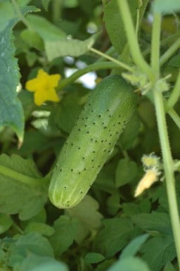 Why do cucumbers have prickly skin? Why do cucumbers have prickly skin?