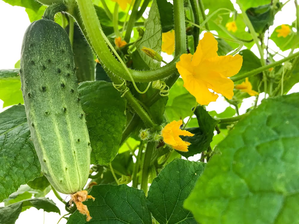 Why do cucumbers have prickly skin? Why do cucumbers have prickly skin?