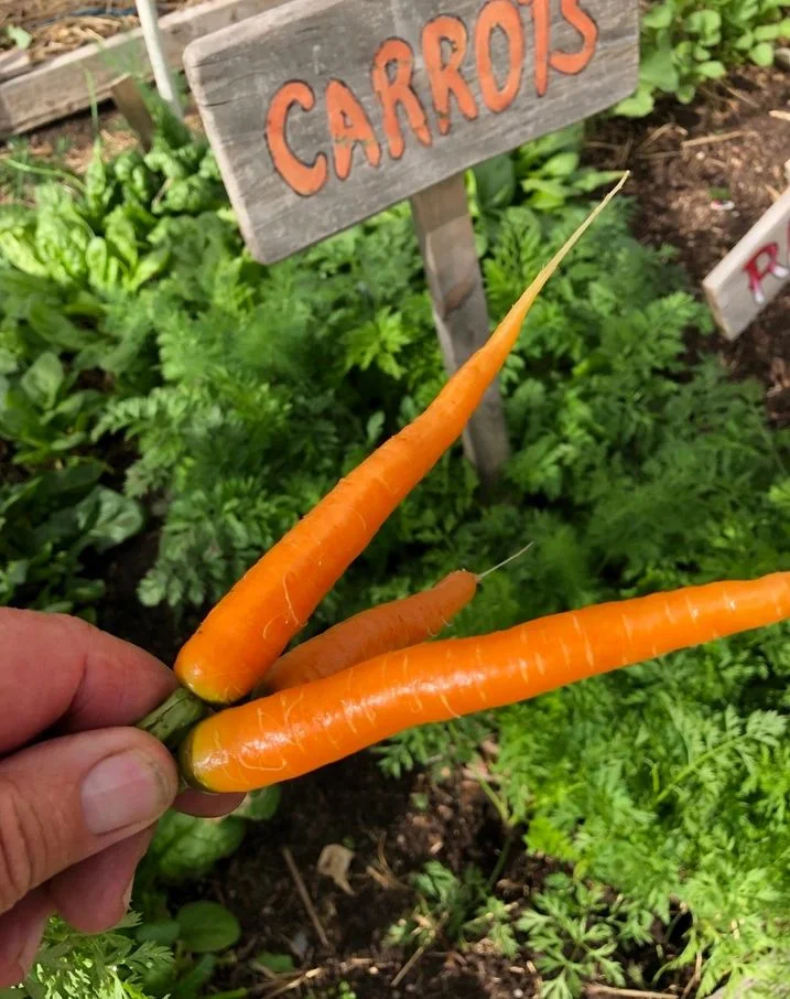 Why Do My Carrots Taste Bitter? Why Do My Carrots Taste Bitter?