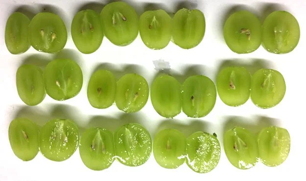 Why Do Seedless Grapes Have Seeds
