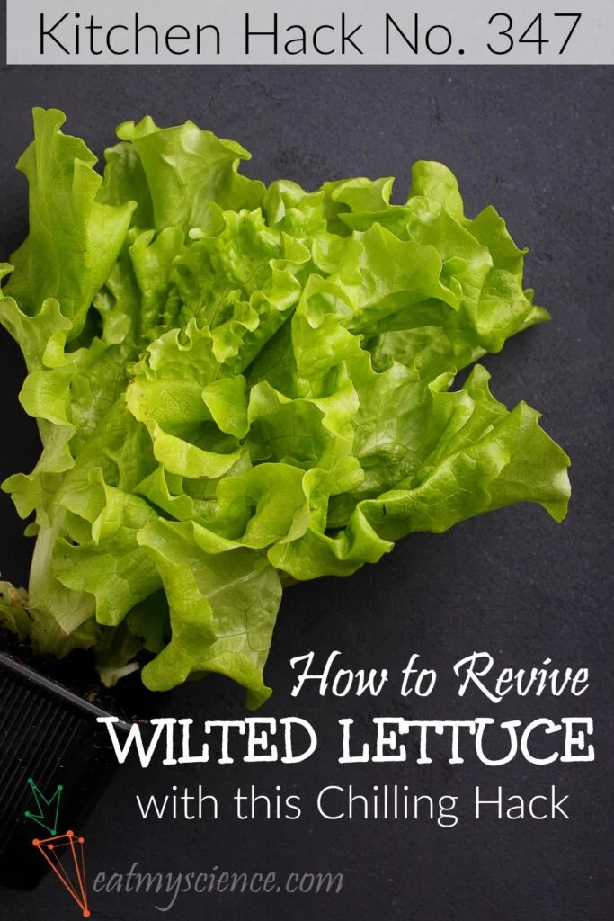 Why Does Lettuce Become Crisp When Soaked in Water