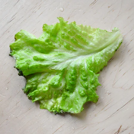 Why Does Lettuce Become Crisp When Soaked in Water