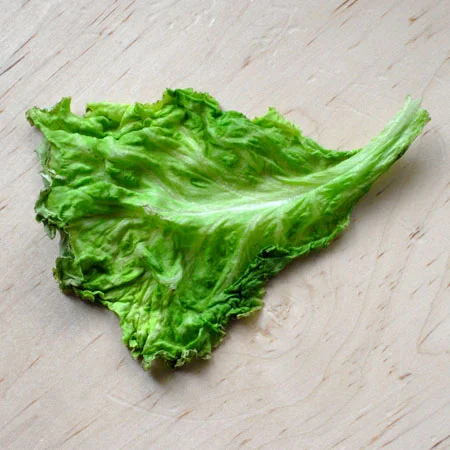 Why Does Lettuce Become Crisp When Soaked in Water
