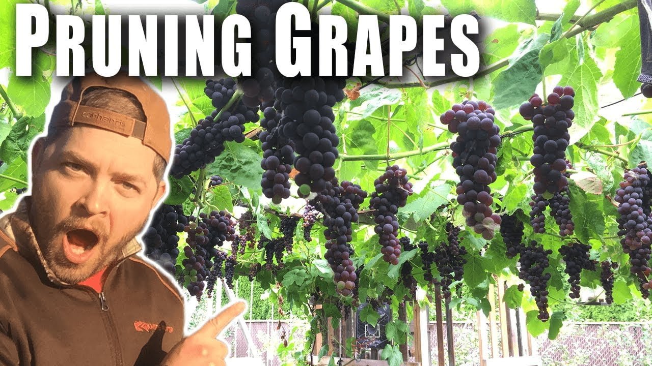 Why Is My Grape Vine Not Producing Grapes Why Is My Grape Vine Not Producing Grapes