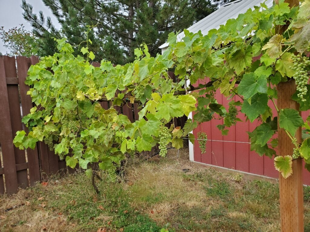 Why Is My Grape Vine Not Producing Grapes GreenThumbsGuide